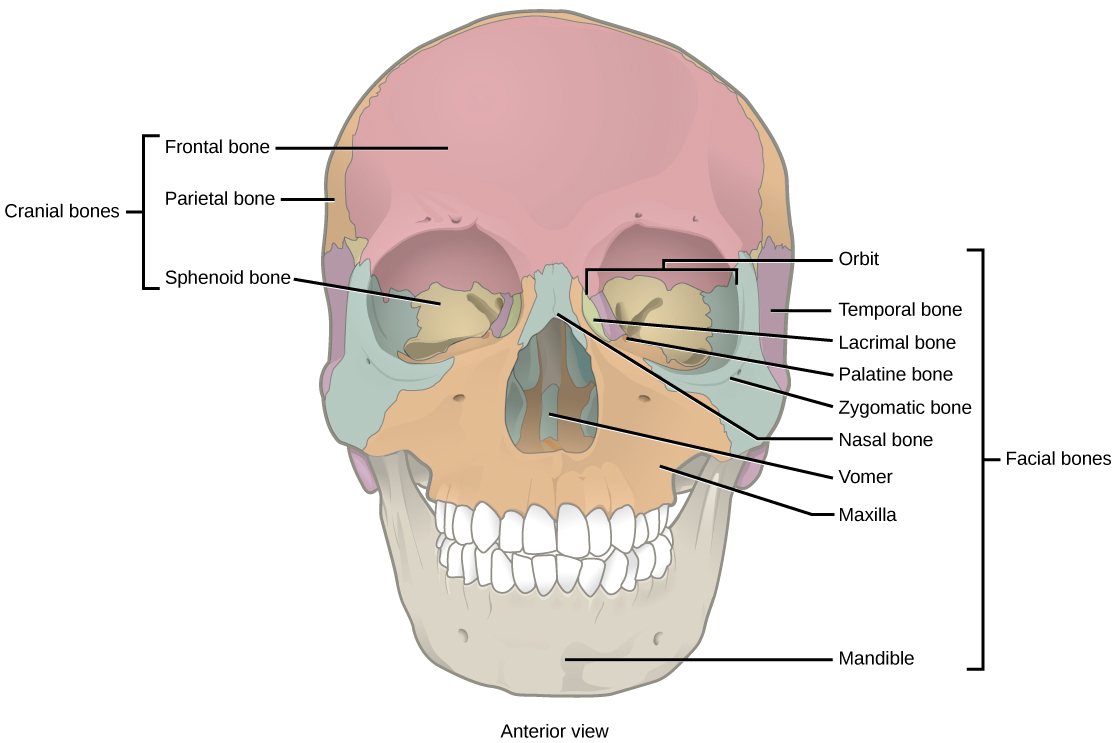 The Structure of the Human Scapula Bone with the Name and