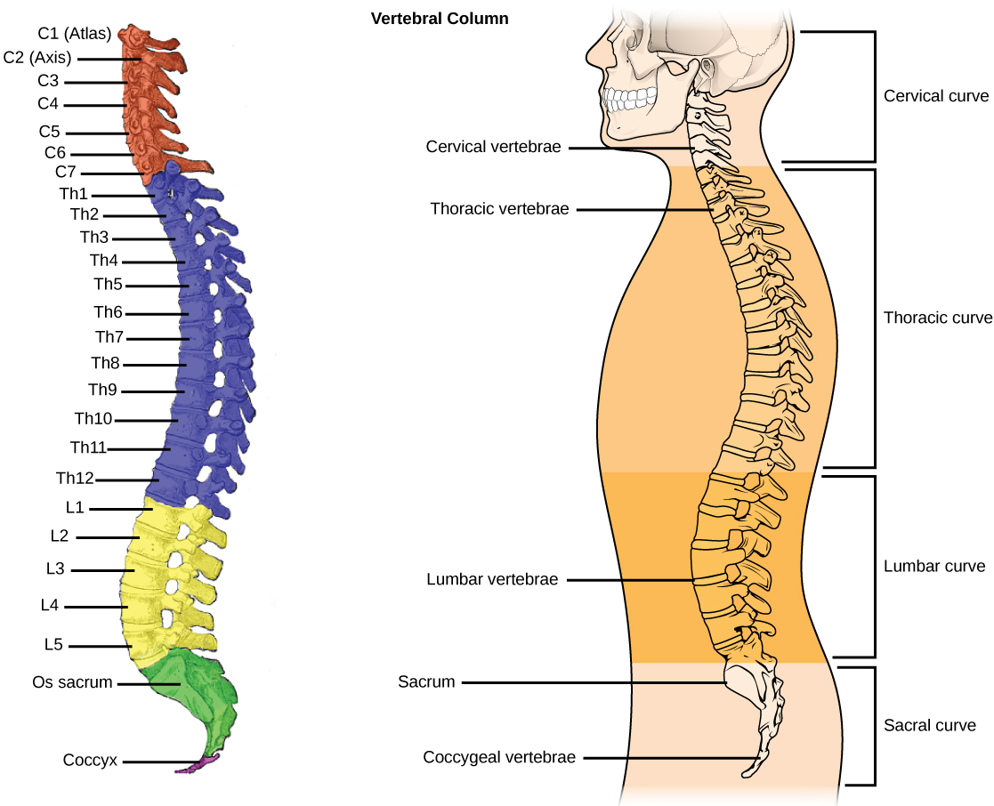 Human Appendicular Skeleton