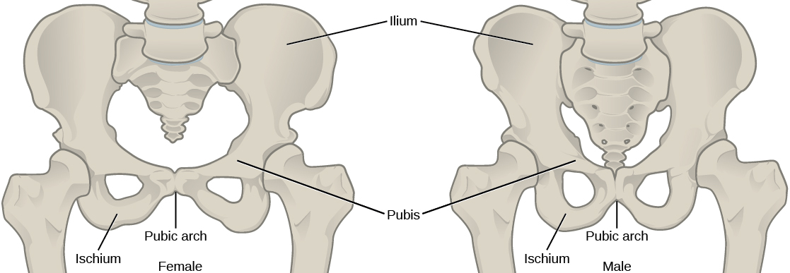 8.3 The Pelvic Girdle and Pelvis – Anatomy & Physiology