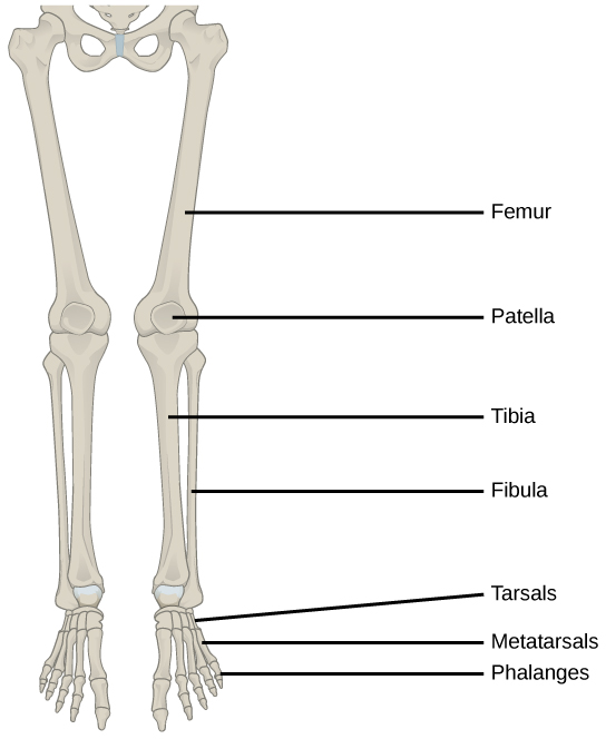 Chapt 7 Appendicular skeleton-Pelvic girdle and lower limbs