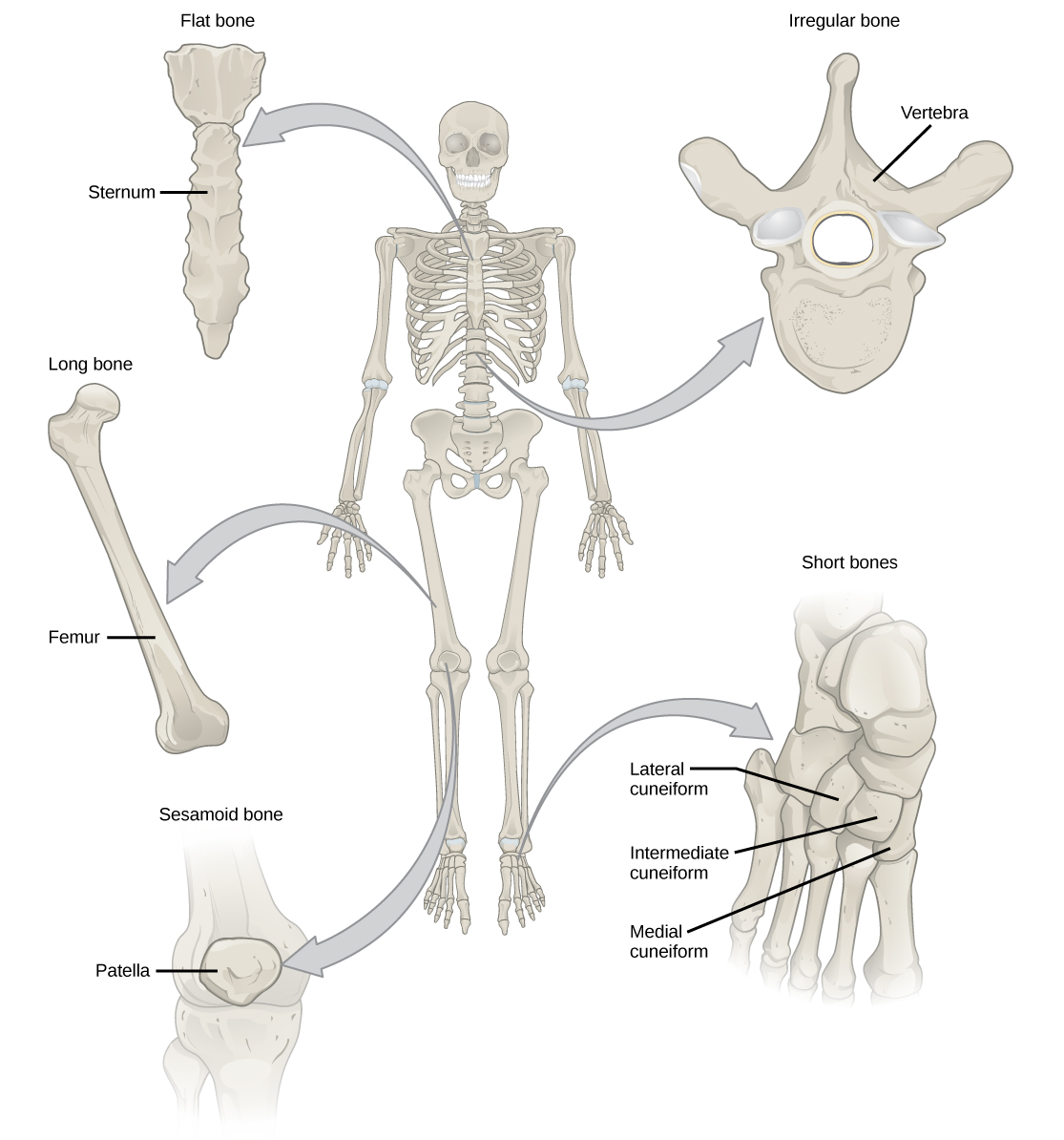 human bone cells diagram