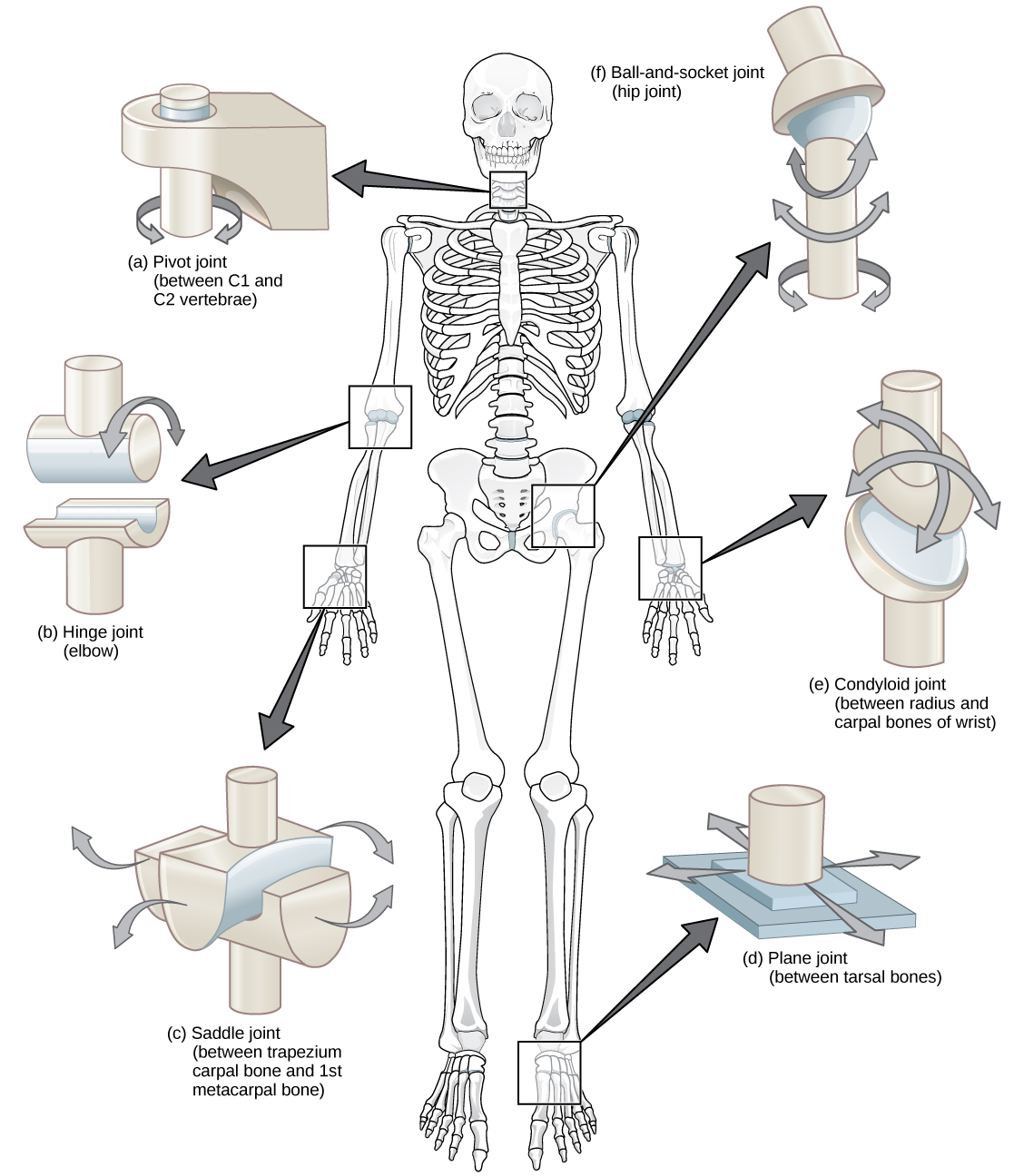 Scapula: Anatomy, Functions, Surfaces & Articulations