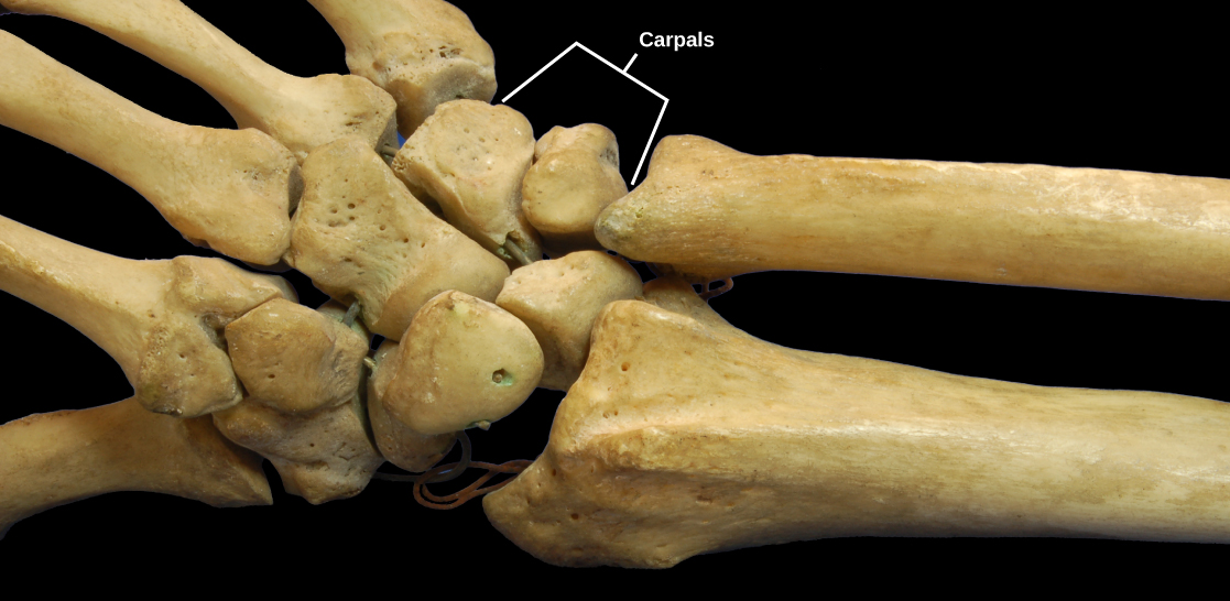 The Different Types of Joints in Our Body