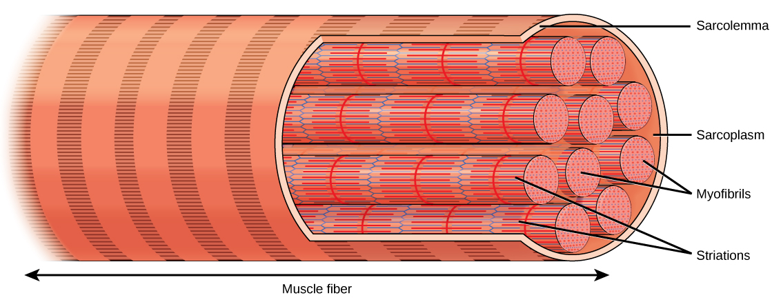 19.4 Muscle Contraction and Locomotion – Concepts of Biology-1st