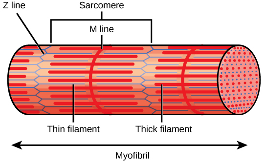 sarcomere diagram labeled