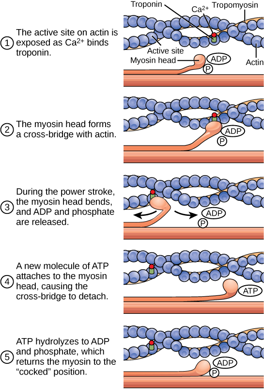 2.5 Musculoskeletal System Animal Physiology