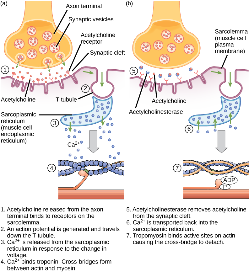 action potential role in muscle contraction