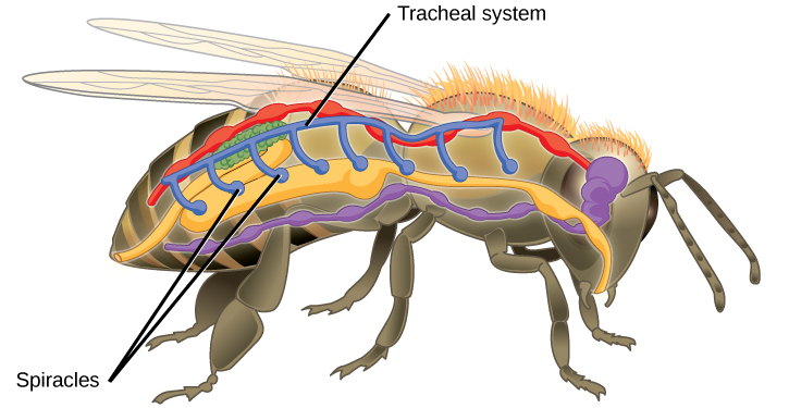 11.3 Circulatory and Respiratory Systems – Concepts of Biology-1st