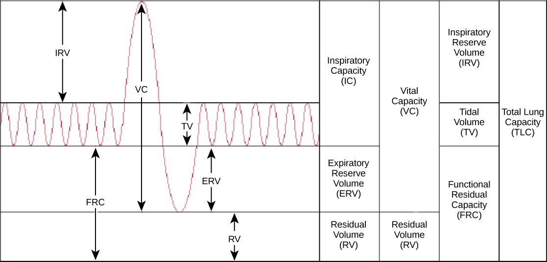 Lung Volumes And Capacities Chart