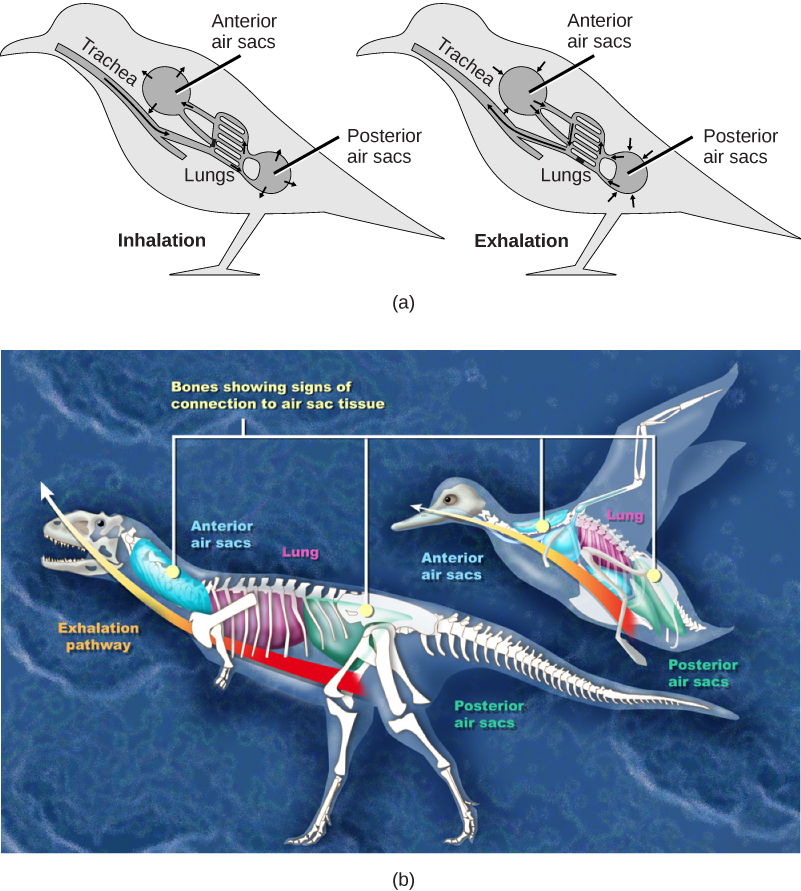 The thorax increases in volume during ventilation due to the