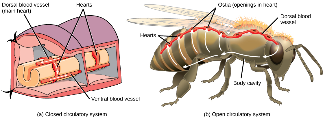 21.1. Overview of the Circulatory System – Concepts of Biology – 1st