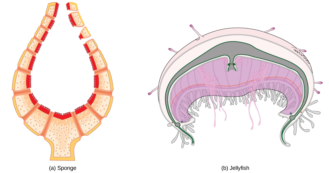 21.1. Overview of the Circulatory System – Concepts of Biology – 1st