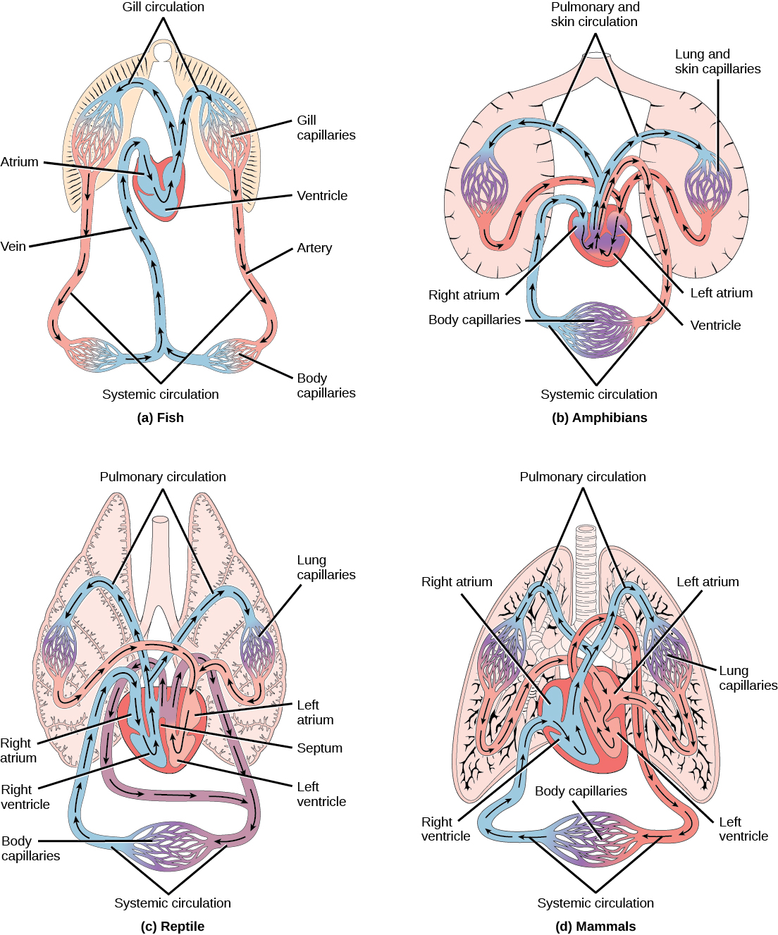 circulatory system function worksheet