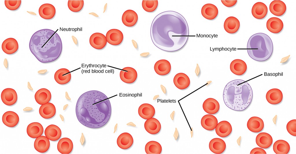 blood-components-medical-royalty-free-vector-image