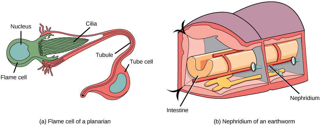 excretory system in animals