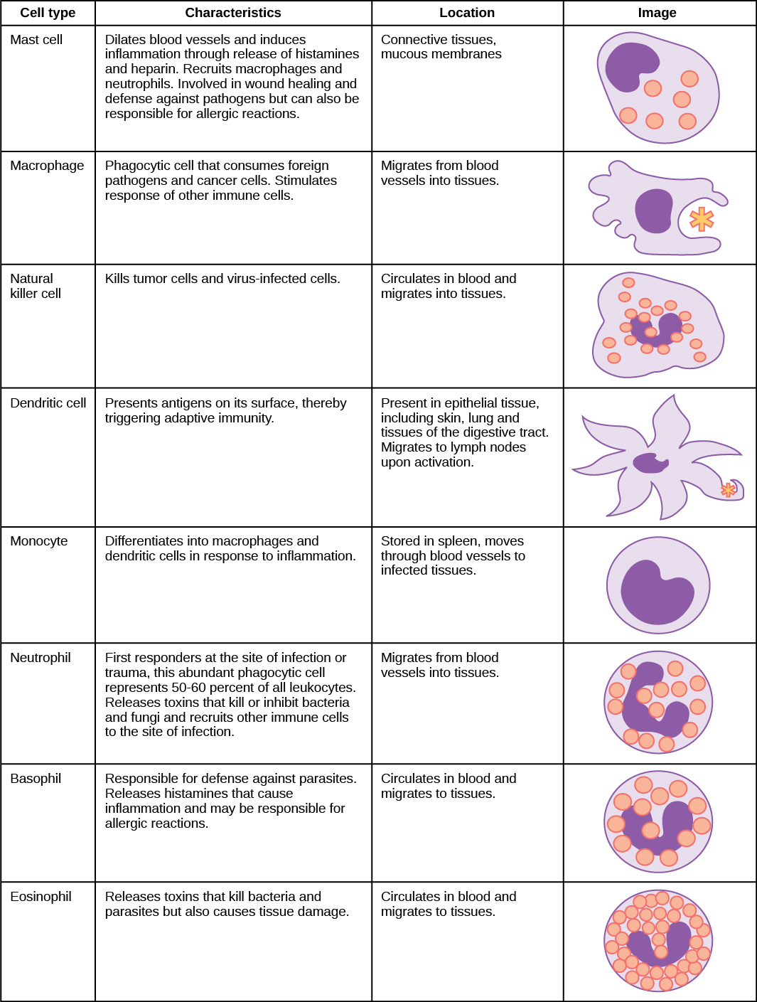 Immune System Cell Types Chart