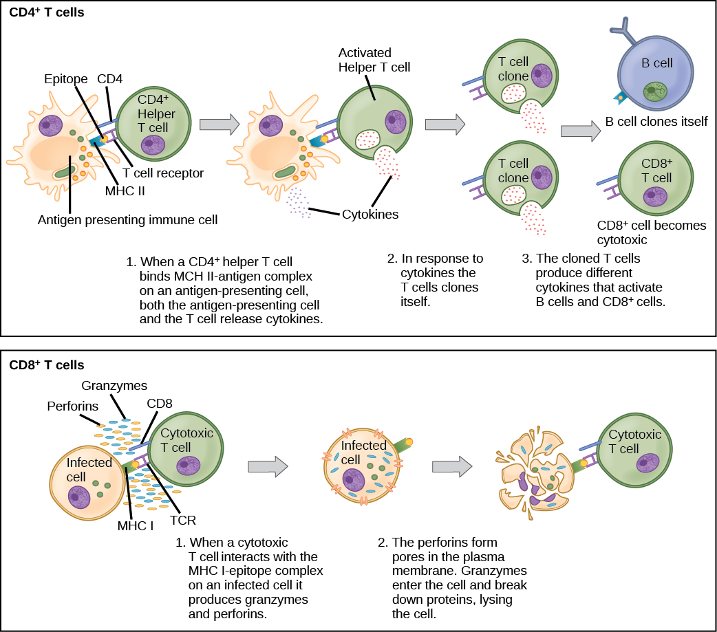simple immune response diagram