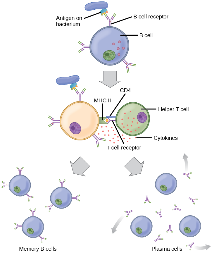 23.2. Adaptive Immune Response – Concepts of Biology – 1st Canadian Edition