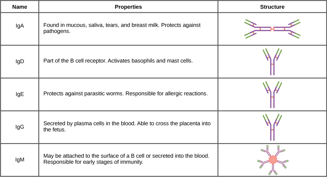 23-3-antibodies-concepts-of-biology-1st-canadian-edition-gunness