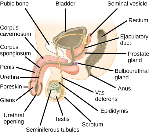 24.3. Human Reproductive Anatomy and Gametogenesis Concepts of