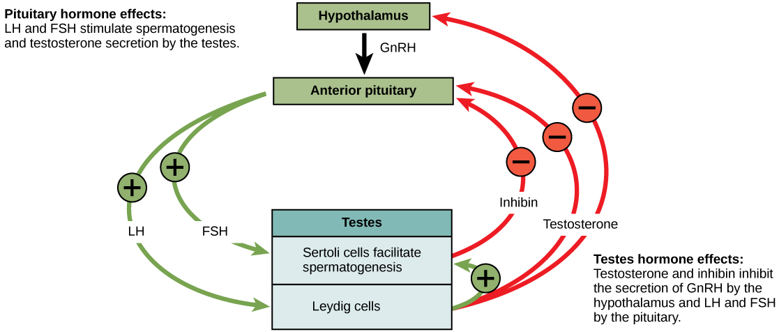 Hormone Secretion Chart