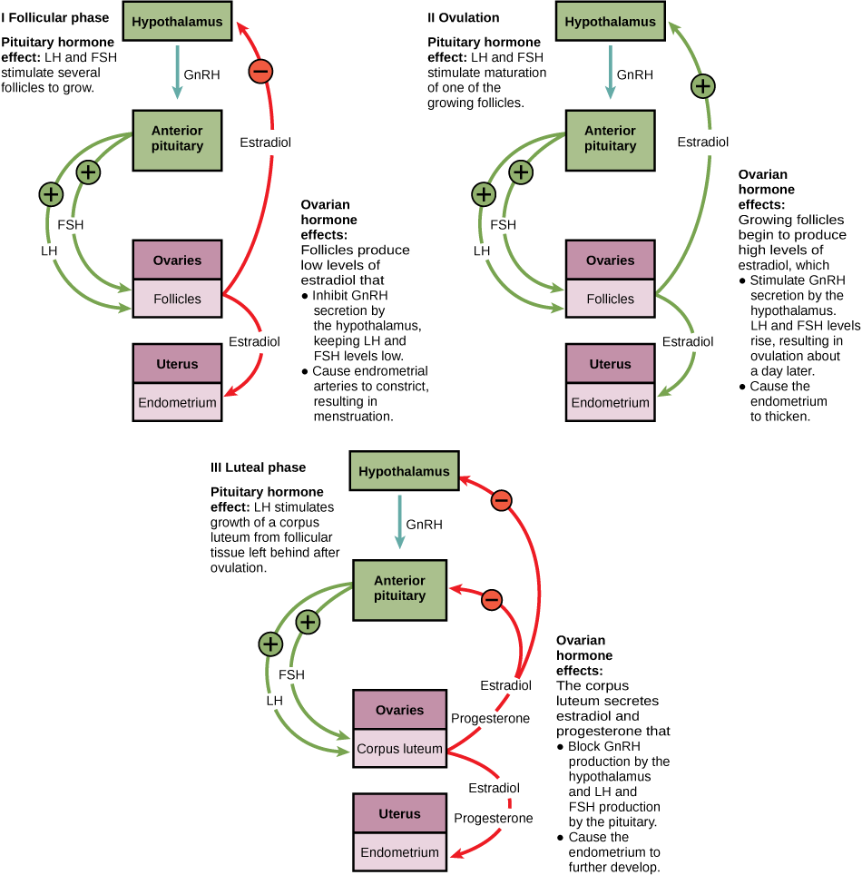 Sexual Reproduction In Humans Chart