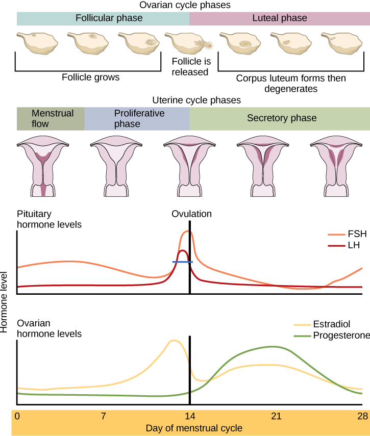 Reproductive Hormones Chart