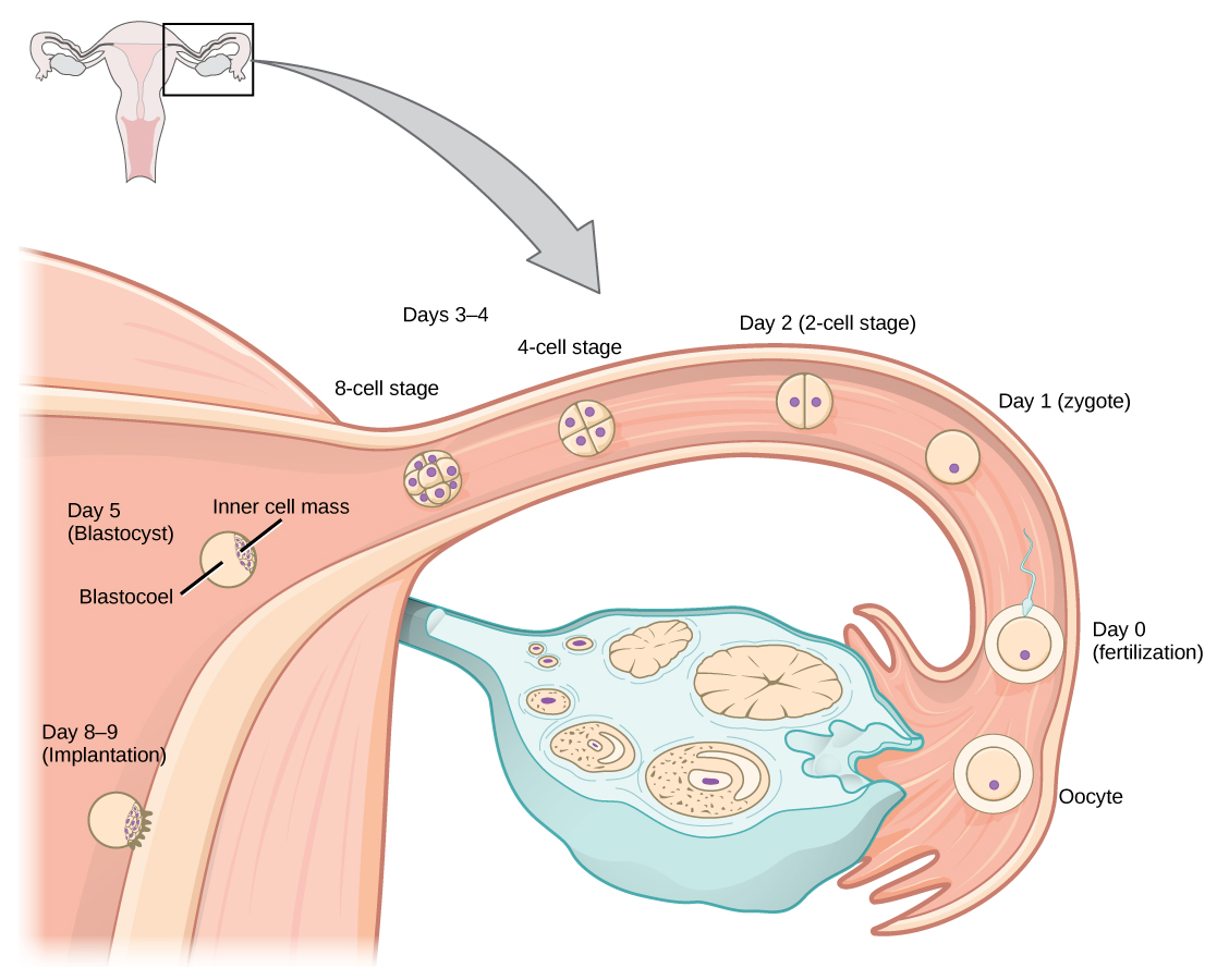 human pregnancy stages of development