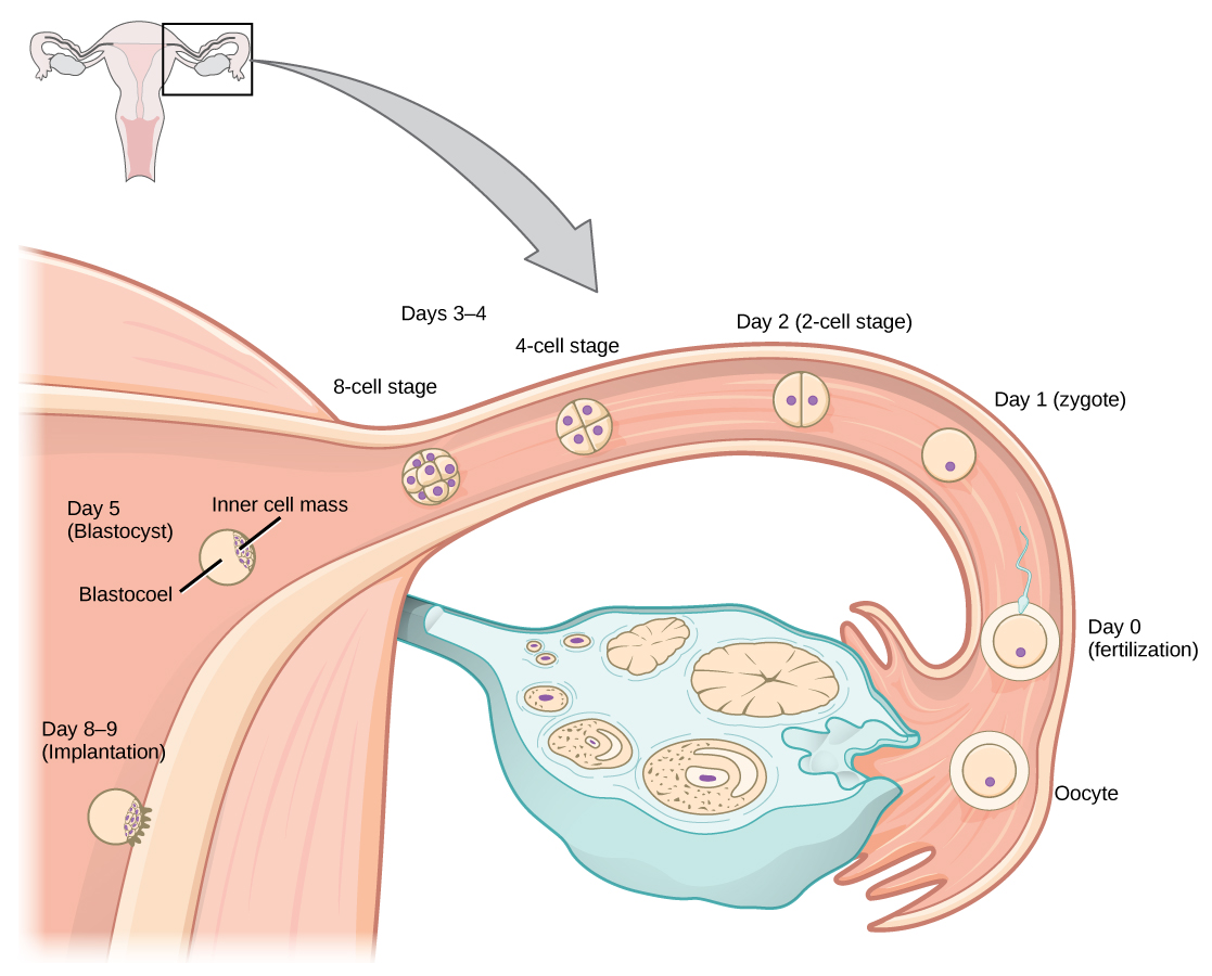 Conception, implantation or birth? When does life begin?