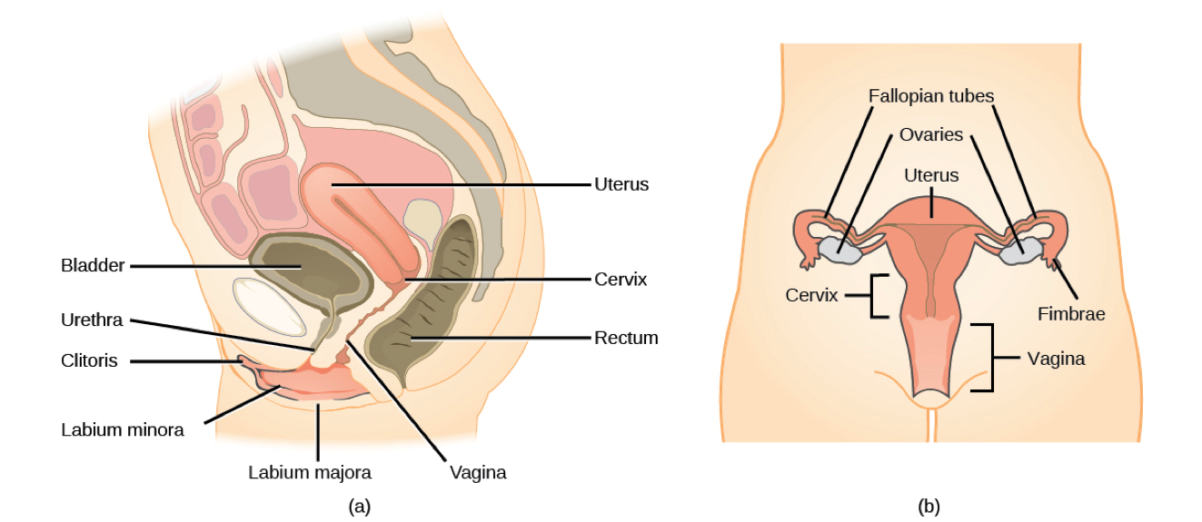 Female Reproductive System - Diagram, Functions, Organs