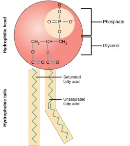 Phospholipids Of The Plasma Membrane Are Arranged Quizlet