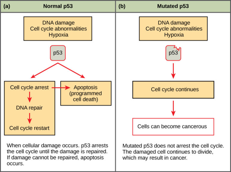 Cancer And The Cell Cycle Concepts Of Biology St Canadian Edition