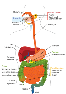 Gastrointestinal System https://commons.wikimedia.org/wiki/File:Digestive_system_diagram_en.svg
