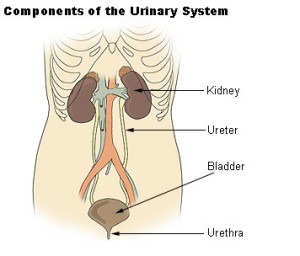 Components of the Urinary System https://en.wikipedia.org/wiki/Urinary_bladder_disease