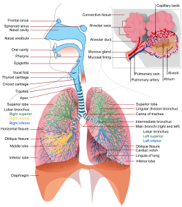 Respiratory System https://en.wikipedia.org/wiki/File:Respiratory_system_complete_en.svg