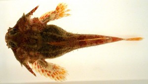 Figure 4. Sculpin fish