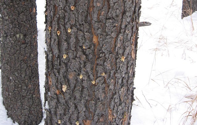 Figure 4. Pine tree infested by MPB, the pitch tube that the tree is creating to force the beetle out are clearly visible.