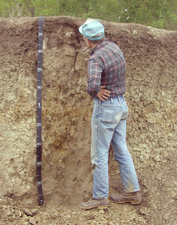Figure 1. Soil examined from a scar made by excavator.
