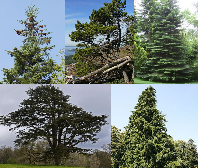 Fig 6.2 Hardwood trees in BC (top left) Pinus Contorta (top centre) Spruce (top right) Fir (bottom left) Cedar (bottom right) Western Hemlock