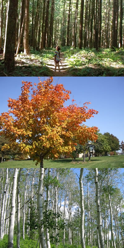 Fig 6.1 Softwood trees in BC (top) Elder (center) Maple (bottom) Birch