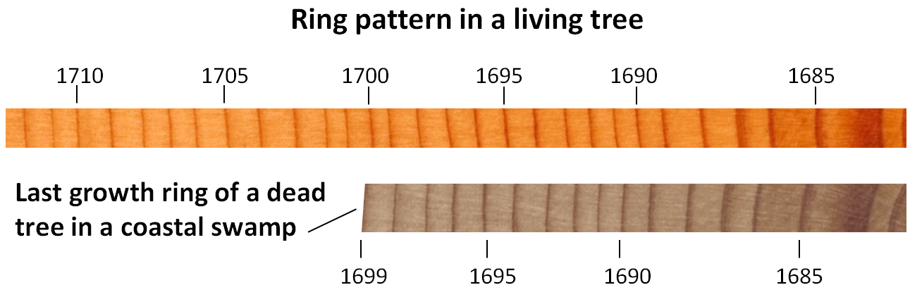 tree ring dating lesson plan