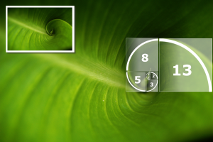 The golden ratio is a constant that appears in nature