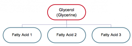 Glycerol (Glycerine) at the top and at the bottom, Fatty Acid 1, Fatty Acid 2, Fatty Acid 3
