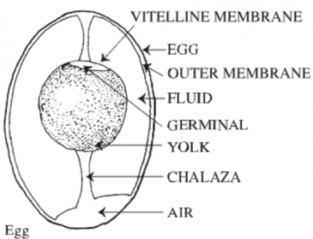 Composition of egg- outer shell is egg, followed by outer membrane, then fluid, vitelline membrane, germinal, yolk, chalaza, and air