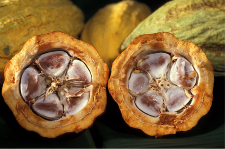 Figure 11: "Cacao-pod-k4636-14" by Keith Weller, USDA ARS - Licensed under Public Domain via Wikimedia Commons - https://commons.wikimedia.org/wiki/File:Cacao-pod-k4636-14.jpg#/media/File:Cacao-pod-k4636-14.jpg 