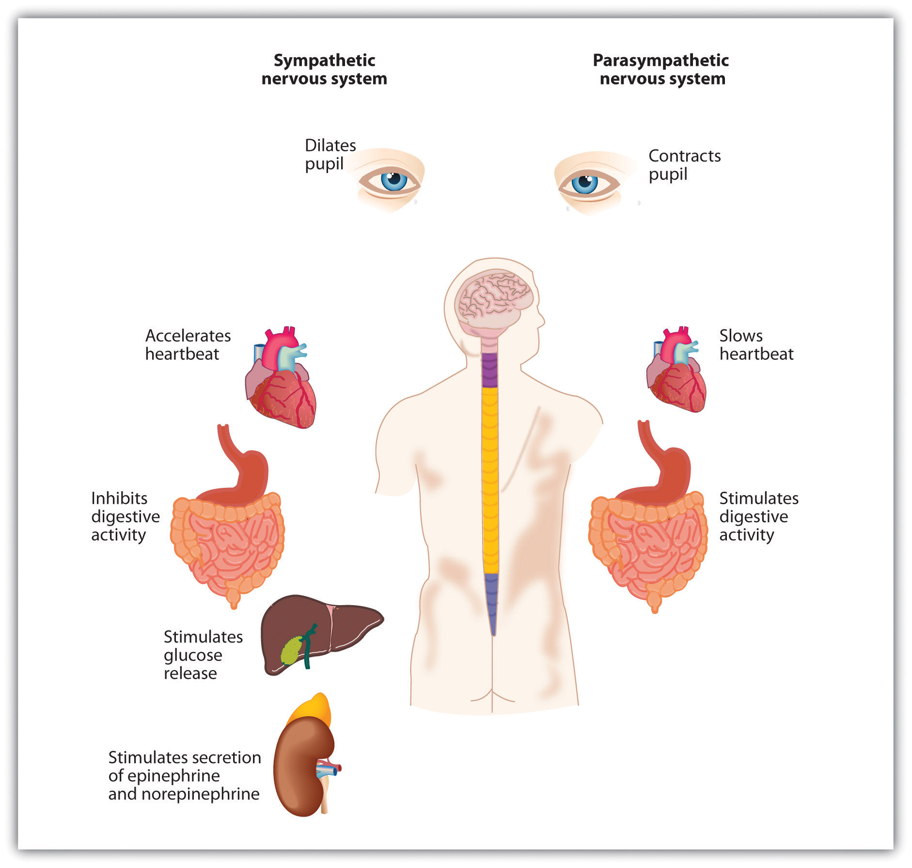 4.4 Putting It All Together The Nervous System and the Endocrine