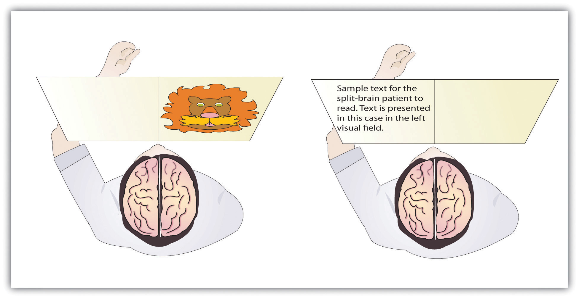 Brain Power Comparison between left-handed people and right-handed people