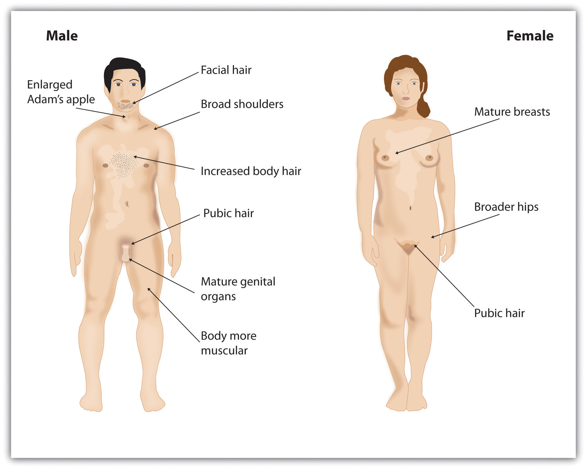 psychological changes in adolescence