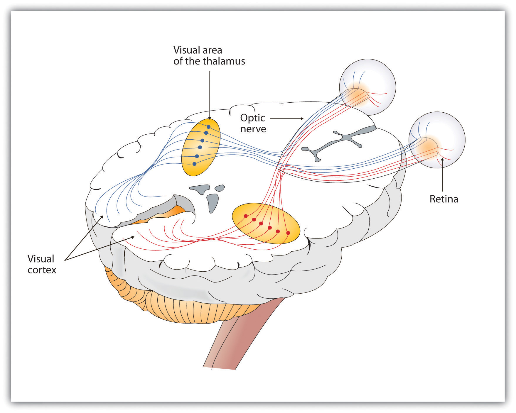 Retina - Definition and Detailed Illustration