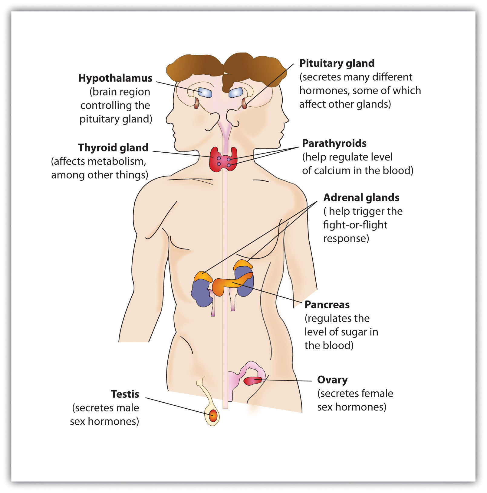 Comparative Functions Of Nervous And Endocrine Systems Chart